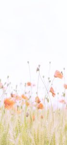 オレンジ色のポピー2