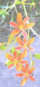 レオパードフラワー2