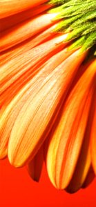 オレンジ色の花びら1