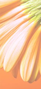 オレンジ色の花びら2