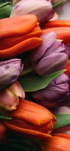 オレンジとパープルのチューリップ1