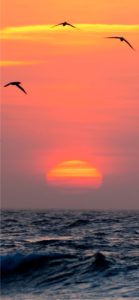 かもめとサンセット1