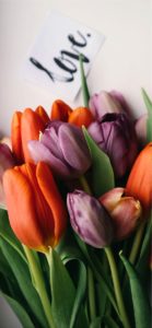 オレンジとパープルのチューリップ3