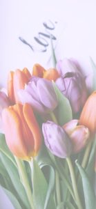 オレンジとパープルのチューリップ4