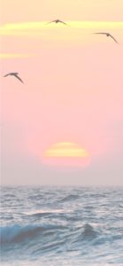 かもめとサンセット2