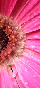 ピンクのガーベラ2