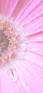 ピンクのガーベラ1