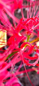 ピンクのネリネ2