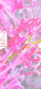 ピンクのネリネ1