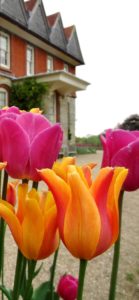 ピンクとオレンジのチューリップ2