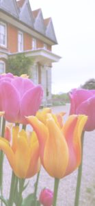 ピンクとオレンジのチューリップ1