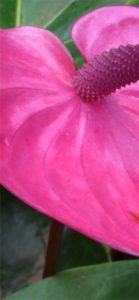 ピンクのアンスリウム1