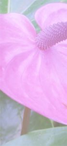 ピンクのアンスリウム2