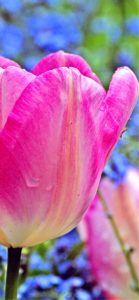 ピンクのチューリップ1