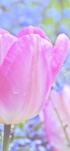 ピンクのチューリップ2