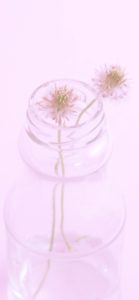 瓶に挿したピンクの花2