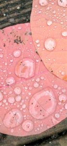 ピンクの落葉と雫1