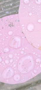 ピンクの落葉と雫2