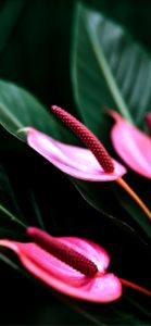 ピンクのアンスリウム4