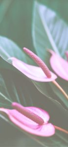 ピンクのアンスリウム3