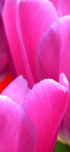 ピンクのチューリップ6