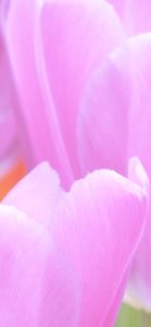 ピンクのチューリップ5