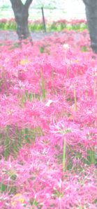 ピンクのネリネ1