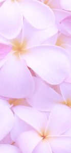 ピンクのプルメリア3