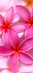 ピンクのプルメリア2