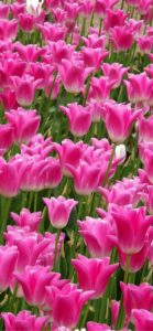 ピンクのチューリップ畑2