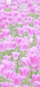 ピンクのチューリップ畑1