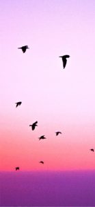 ピンクの空を飛ぶ鳥2