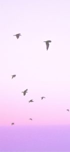 ピンクの空を飛ぶ鳥1