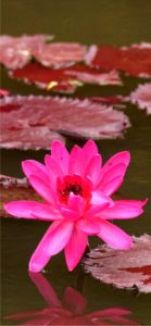 ピンクの睡蓮2