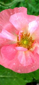 ピンクのポピー2