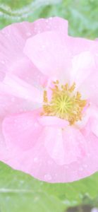 ピンクのポピー1