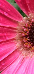 ピンクのガーベラ1