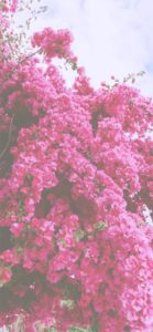 ブーゲンビリア3