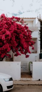 ブーゲンビリア2