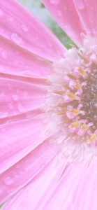 ピンクのガーベラ2