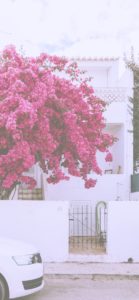 ブーゲンビリア1