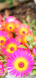 ピンクと黄色の花1