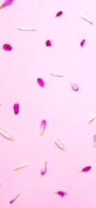 ピンクの花びら2