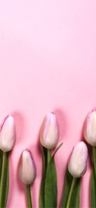 ピンクのチューリップ4