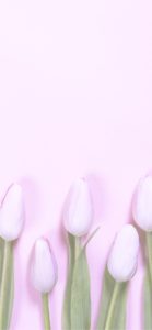 ピンクのチューリップ3