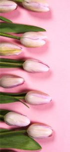 ピンクのチューリップ2