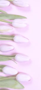 ピンクのチューリップ1