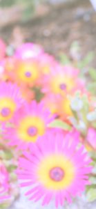 ピンクと黄色の花2