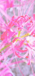 ピンクのネリネ2