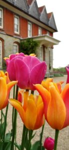 ピンクのチューリップ7